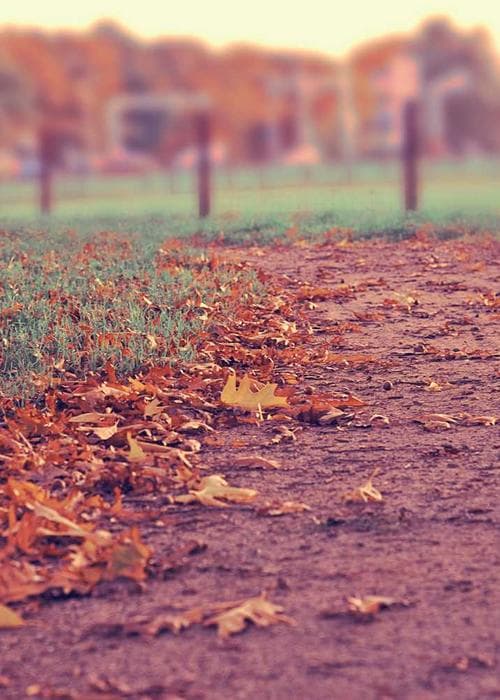 Clove Bud Essential Oil