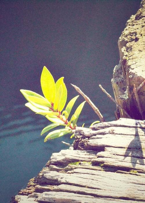 Four Seasons-Inspired Essential Oil Blend